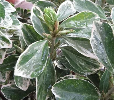 Euonymus japonicus 'Bravo' Euonymus japonicus 'Bravo'