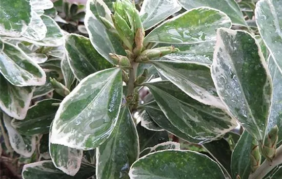 Euonymus japonicus 'Bravo'