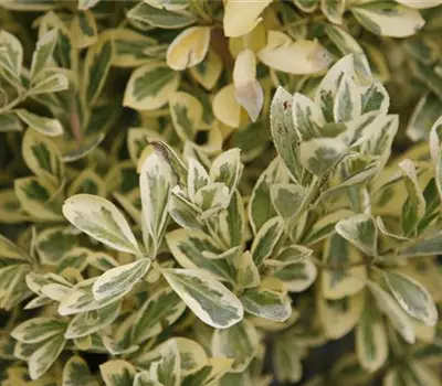 Euonymus japonicus 'Bravo'