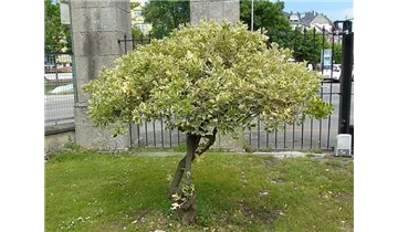 Japanischer Spindelstrauch