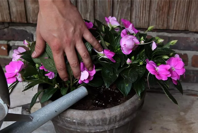 Edellieschen - Einpflanzen in ein Gefäss (5)