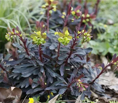 Euphorbia amygdaloides 'Purpurea'