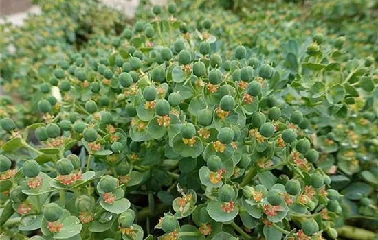 Euphorbia myrsinites