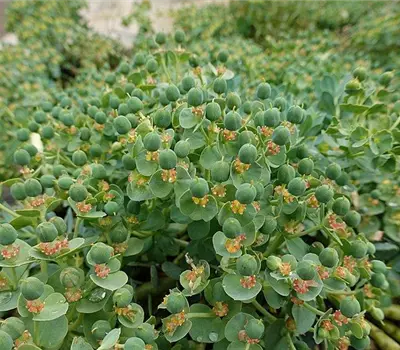Euphorbia myrsinites