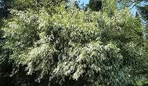 Prachtspiere