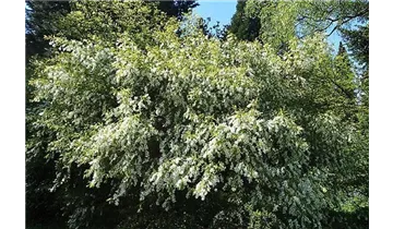 Prachtspiere