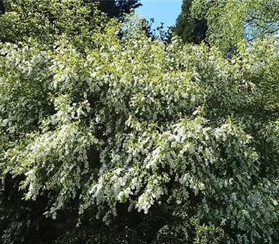 Exochorda racemosa