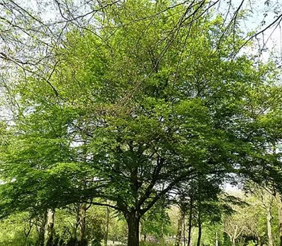 Fagus sylvatica Fagus sylvatica