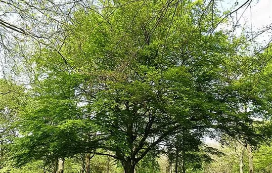 Fagus sylvatica