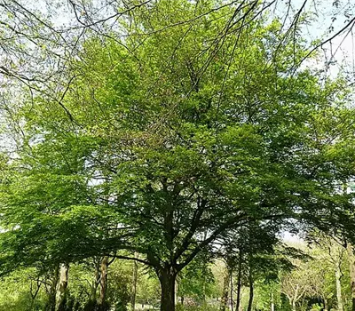 Fagus sylvatica