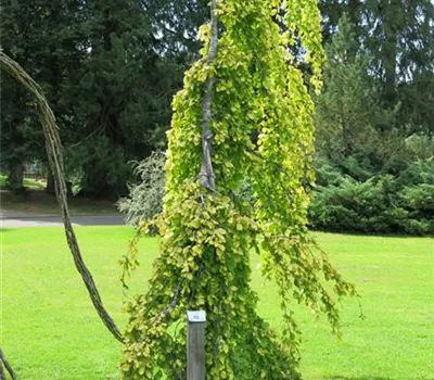 Fagus sylvatica 'Pendula'