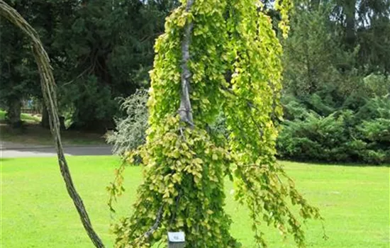 Fagus sylvatica 'Pendula'