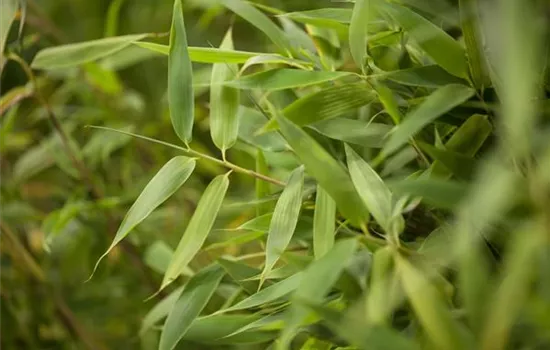 Fargesia murielae 'Simba'
