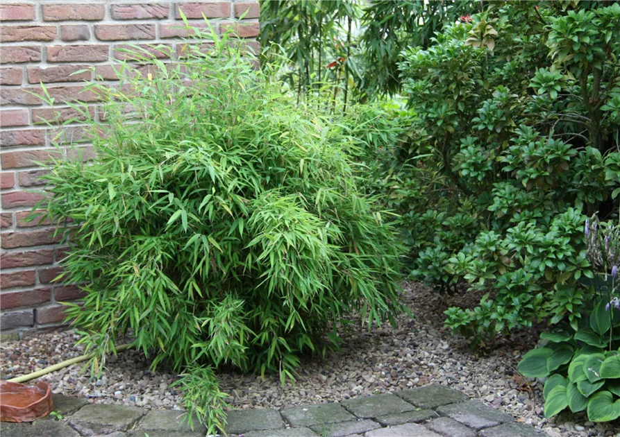 Fargesia murieliae 'Bimbo'