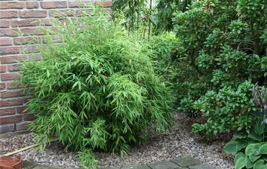 Fargesia murieliae 'Jumbo'