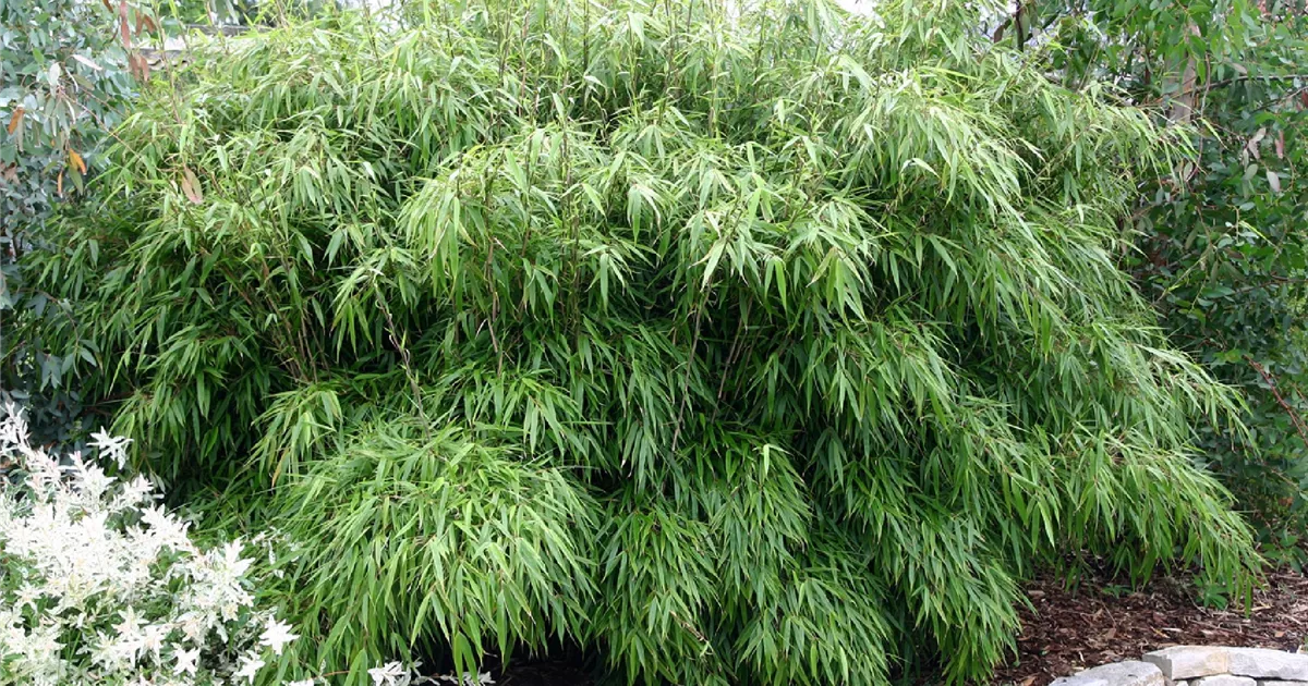 hedera helix care indoor Shop 'Glacier Ivy Plant - Hedera Helix Glacier' Care & Growing Guide