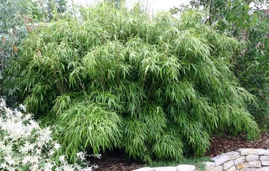 Fargesia murieliae 'Rufa'