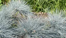 Blauschwingel