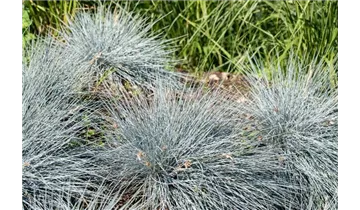 Blauschwingel