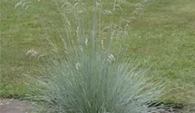 Blauschwingel