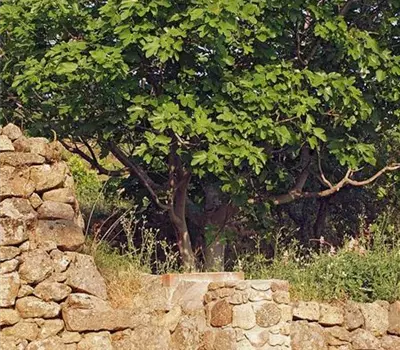 Ficus carica