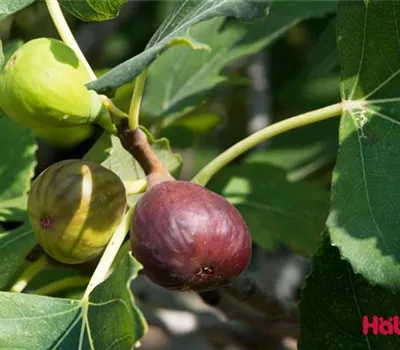 Ficus carica 'Brown Turkey'