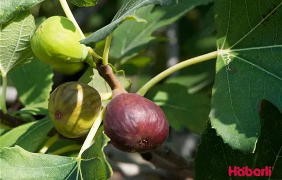 Ficus carica 'Brown Turkey'