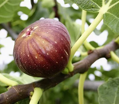 Ficus carica 'Madleine 2 Saison'