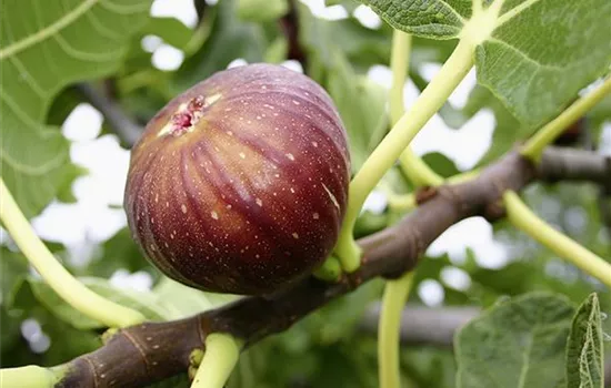 Ficus carica 'Madleine 2 Saison'