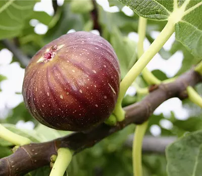 Ficus carica 'Madleine 2 Saison'