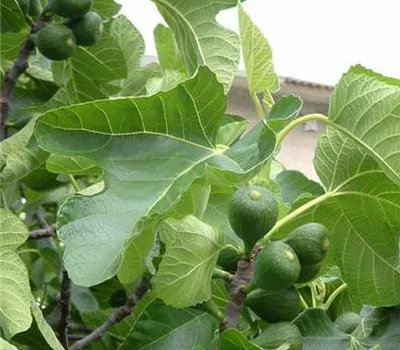 Ficus carica 'Nero'