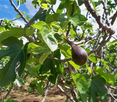 Ficus carica 'Noire de Caromb'