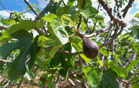 Ficus carica 'Noire de Caromb'