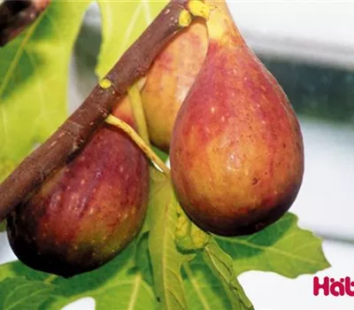 Ficus carica 'Nordland'