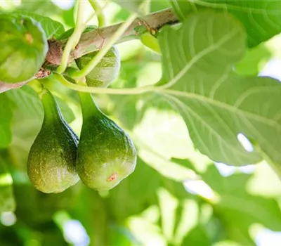Ficus carica 'Osborn Prolific'