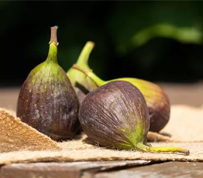 Ficus carica 'Violette Dauphine'