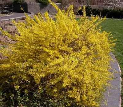 Forsythia 'Marée d'Or' ('Courtasol')