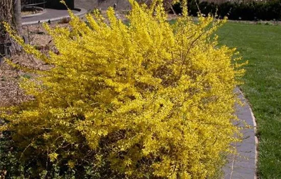 Forsythia 'Marée d'Or' ('Courtasol')