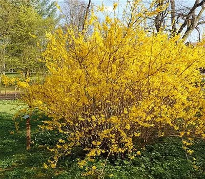 Forsythia intermedia (x) 'Lynwood'