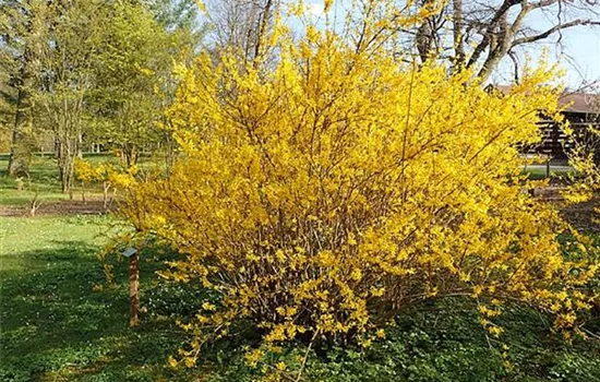 Forsythia intermedia (x) 'Lynwood'