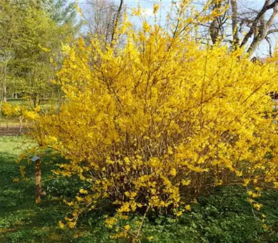 Forsythia intermedia (x) 'Lynwood'