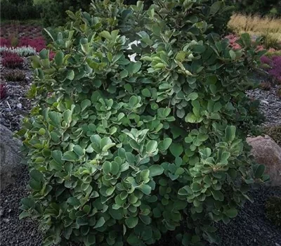Fothergilla gardenii