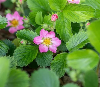 Fragaria (Erdbeere) 'Alexandria'