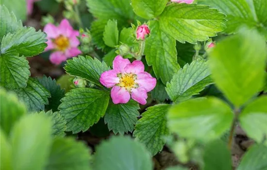 Fragaria (Erdbeere) 'Alexandria'