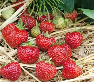 Fragaria (Erdbeere) 'Avalon Classic'