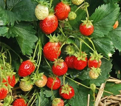 Fragaria (Erdbeere) 'Florika'