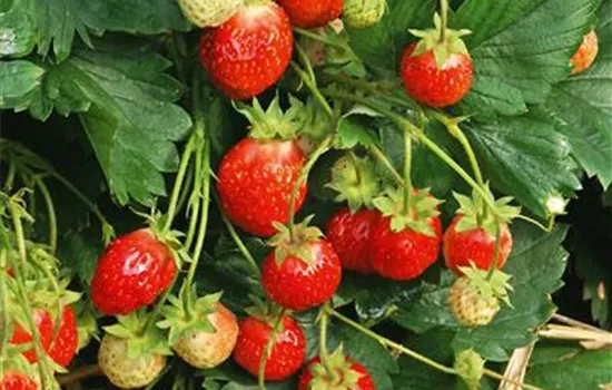 Fragaria (Erdbeere) 'Florika'