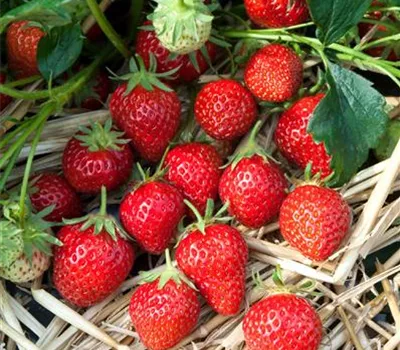 Fragaria (Erdbeere) 'Mara des Bois'