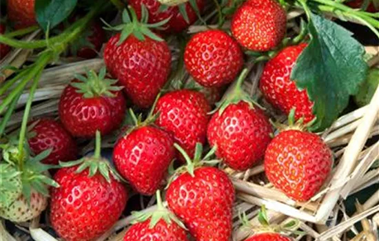 Fragaria (Erdbeere) 'Mara des Bois'