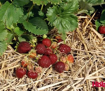 Fragaria (Erdbeere) 'Nerina'